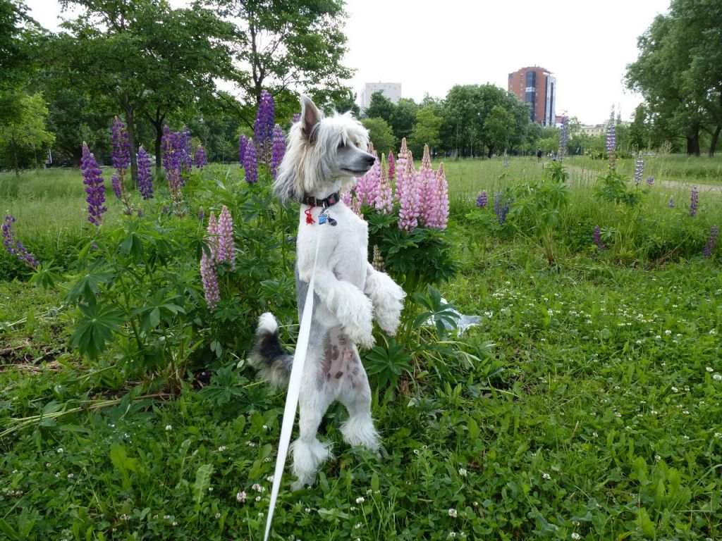 Sapfir iz Tsarskogo Sela Jak Demi