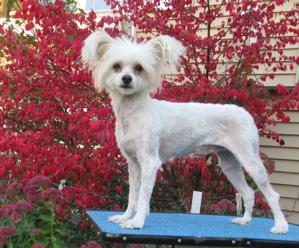 Meesah's Can Diggety