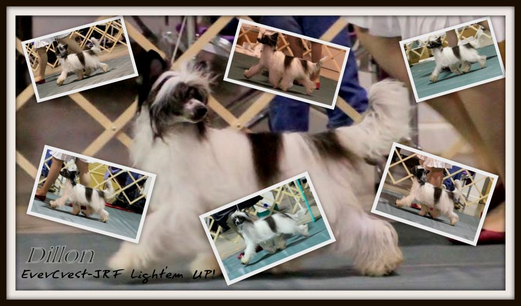 EverCrest-JRF Liight'em up