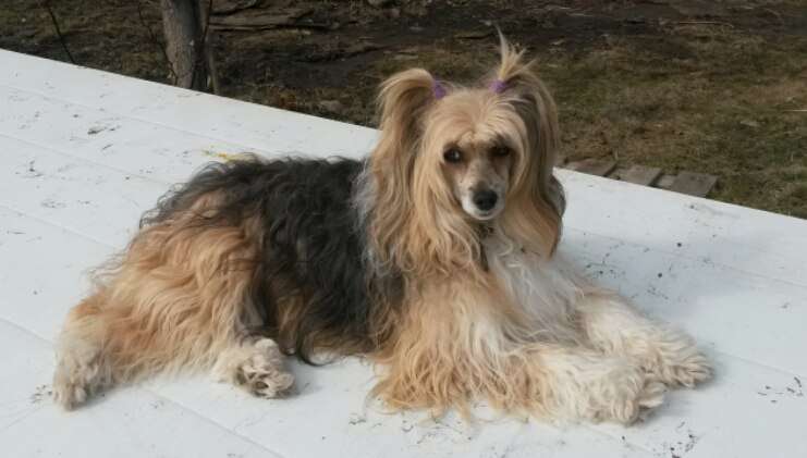 Sapfir iz Tsarskogo Sela Jyuli Ferie