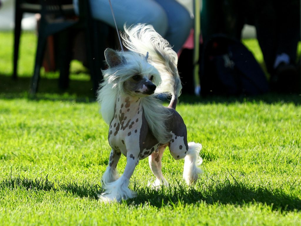 Black-Diva's Gold Toffee