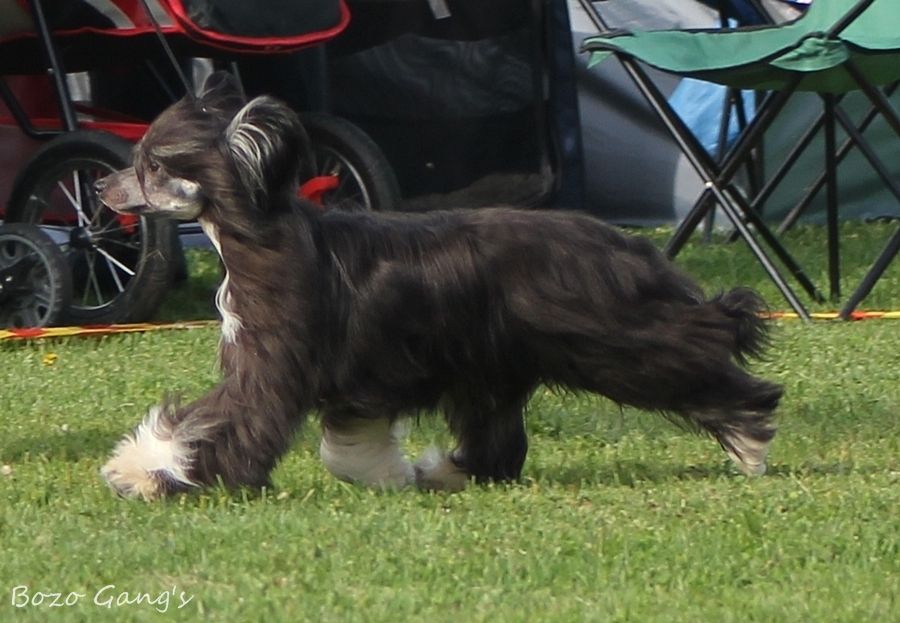 Bozo Gang's Even Angels Will Fall