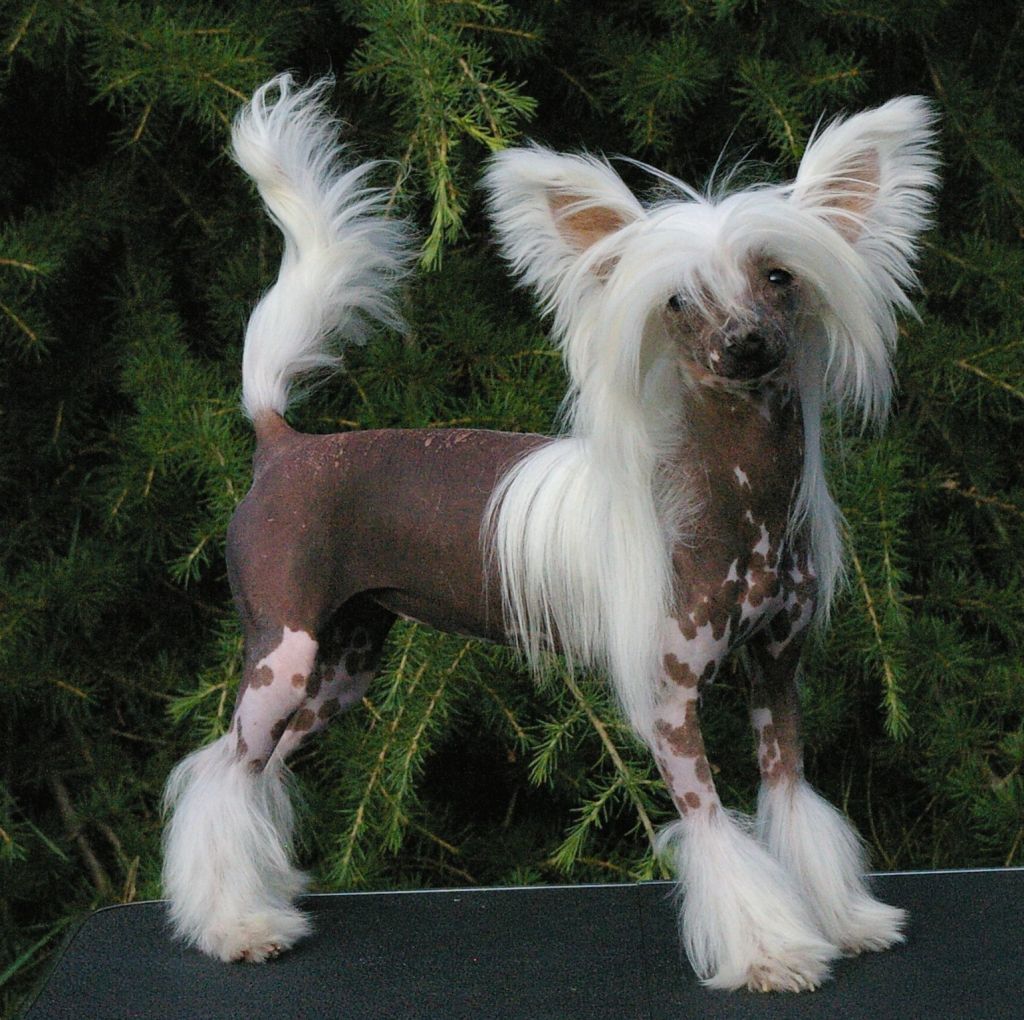 Pleasure for Steel von Shinbashi