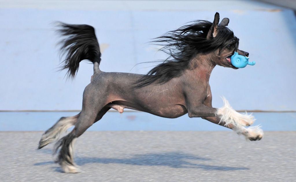 Flower by Kenzo Gattaca