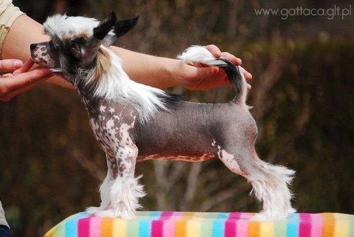 Flora Moreno Gattaca