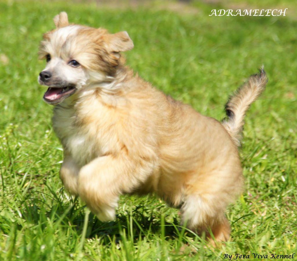 Adramelech Mali Wojownicy 