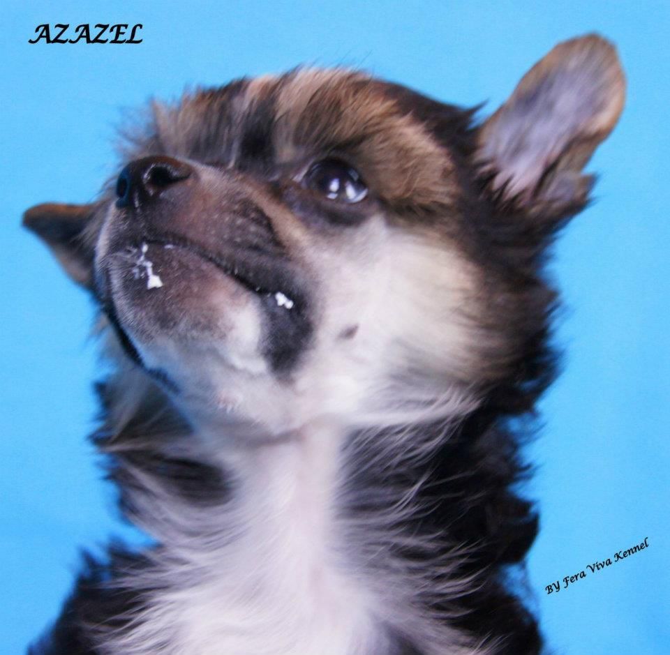 Azazel Mali Wojownicy 