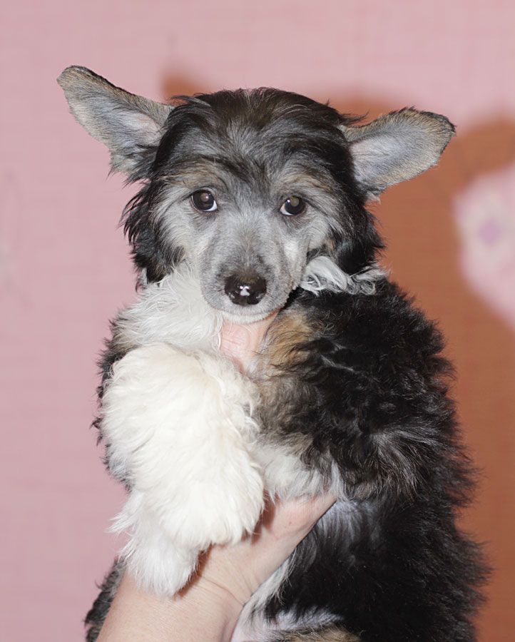 Volnuyushchaya Taina Agata