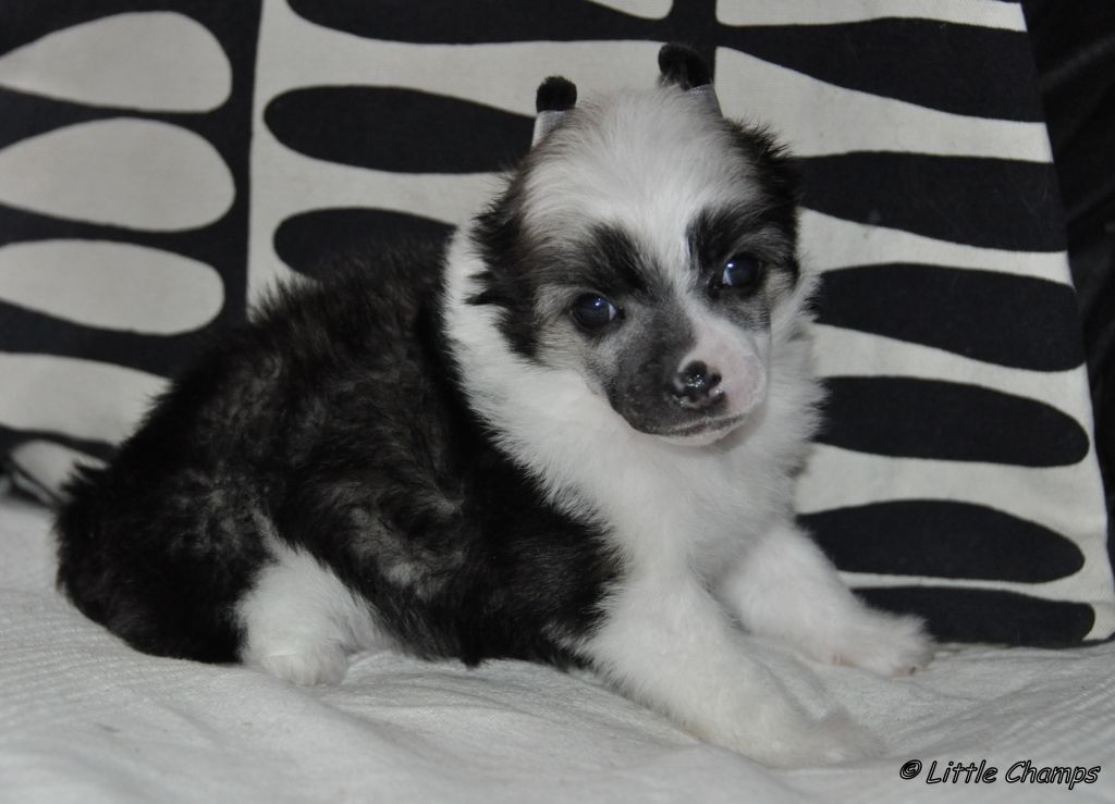 Good evening Little Champs