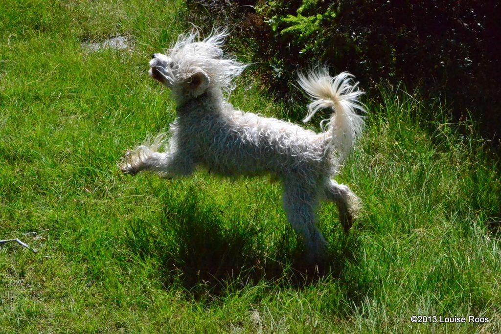 Drömtorpet's Scandal by Andrew