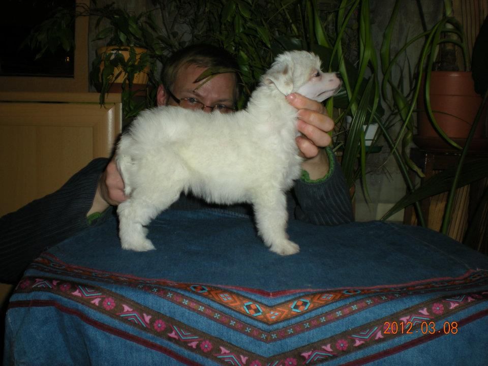 Ellada Snow Imperija