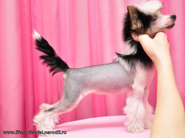 Lifasoria Viel Byanka Du Pri