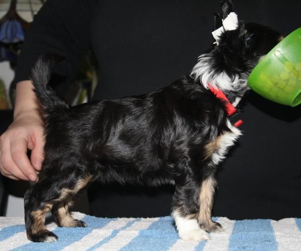 Lady's Trick One-Off