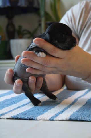 Lady's Trick One Touch