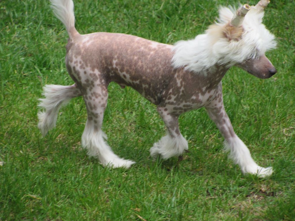 Bodeswell Barnaby Jones