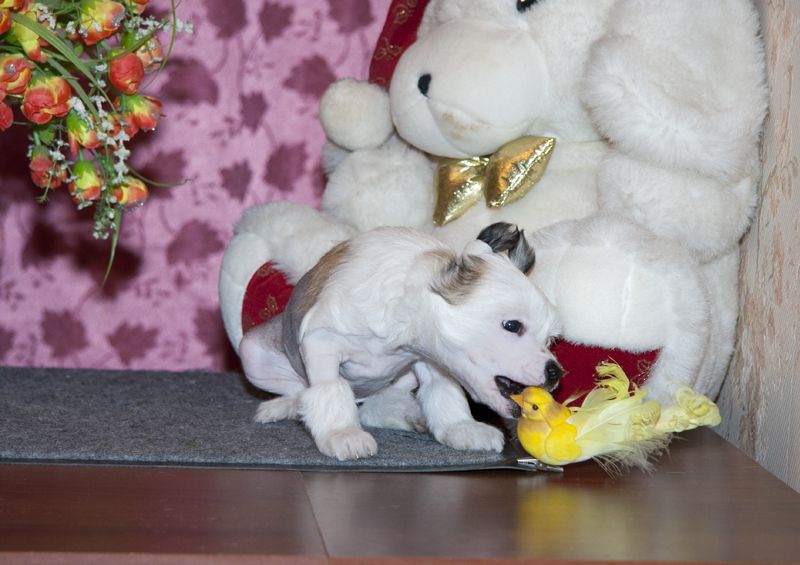 Alfa Laval High Life