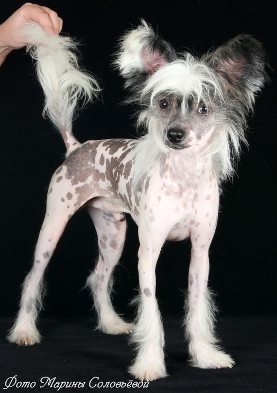 Suvenir iz Letnego Sada