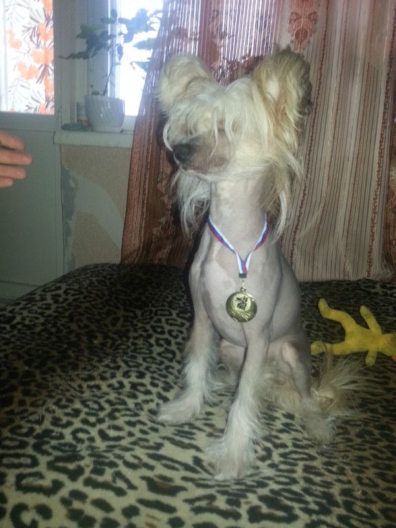 Persona Topgrate Gospodin Mavrikiy