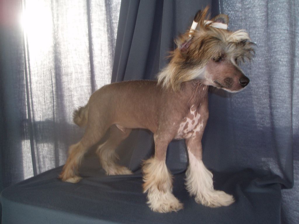 Franzell The Ringmaster With Mohawk