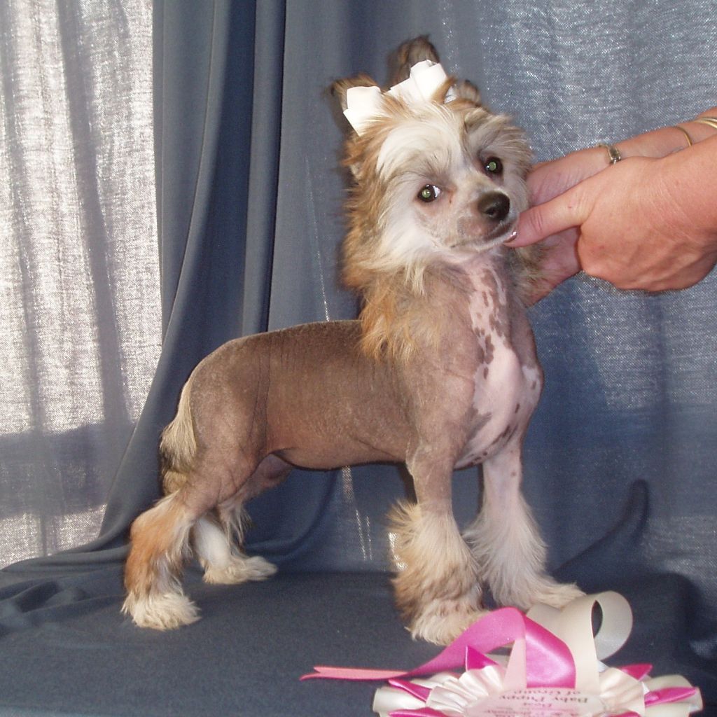 Franzell Ringside Whisper's With Mohawk