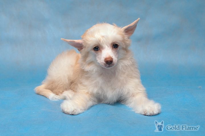 Ilory Kallima Butterfly