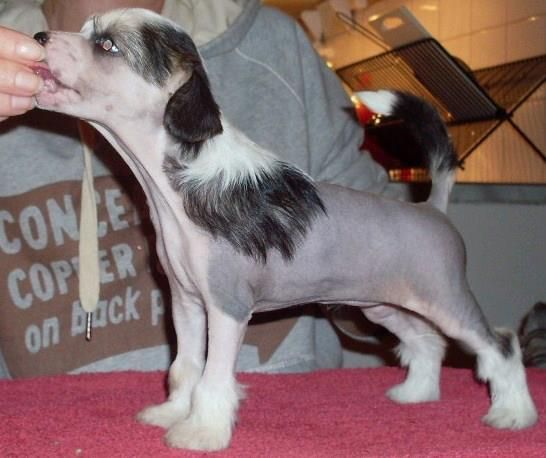 Miniya's Lamborghini