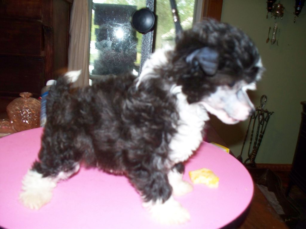 Pixietail Princess of the East