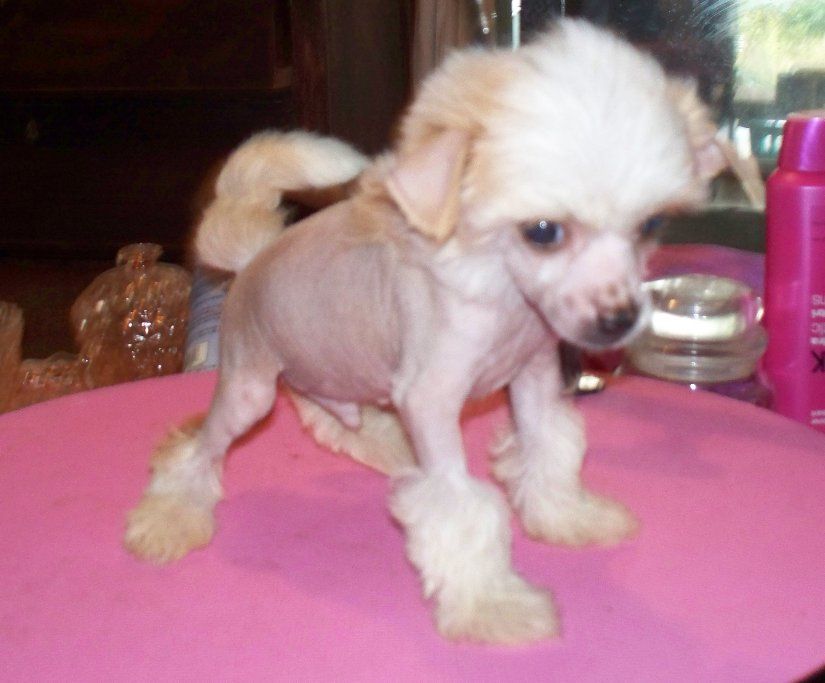 Pixietail'S Real Wild Child