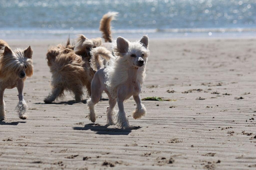 Fyre'n'Snow Whisperln de GabriTho