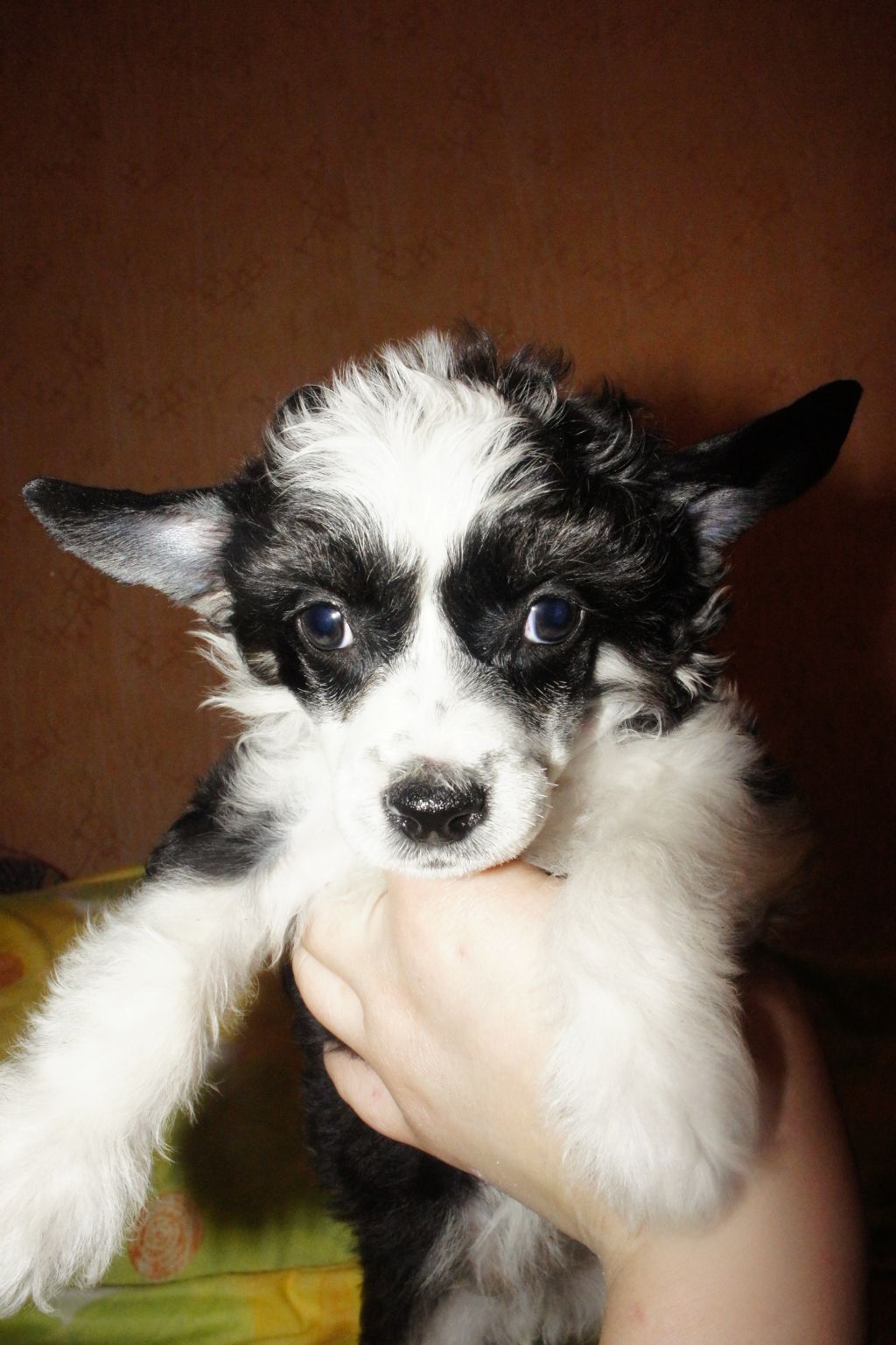 Irisa de Shon Bishon