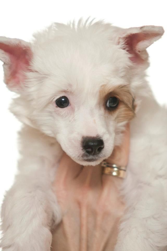 Love Me Tender Magma