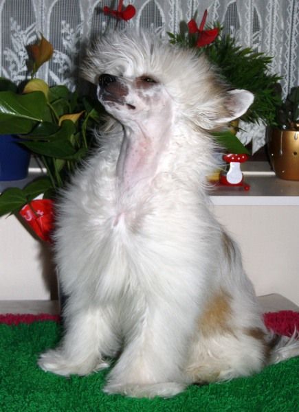 Limit Is Never  Magma