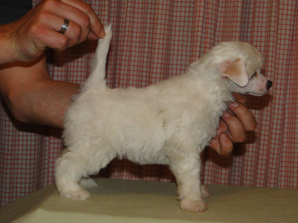 All'alba Vincerò Falzairroo