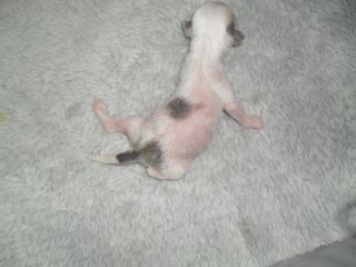 BarbieDolls Honey Hot Spot