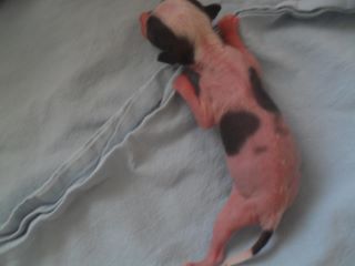 BarbieDolls Honey hyde Hope