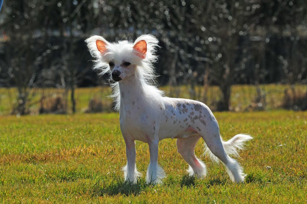 Happy Dancing Pit Pussy
