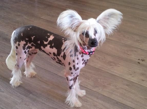 Happy Dancing Pretty Present