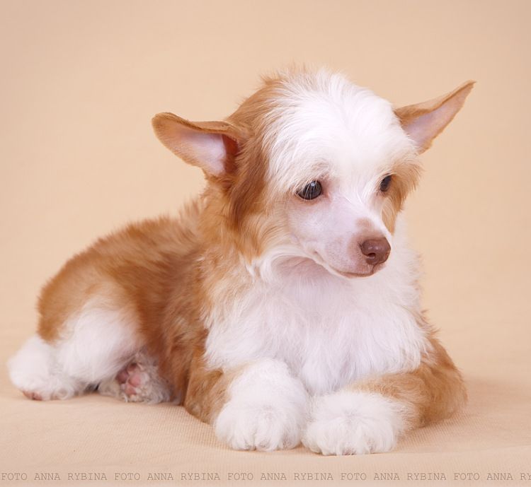 Dogland Happy Red Rein