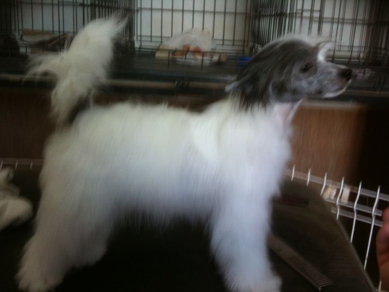 Arasa Madame Castafiore de Tierra de Magec