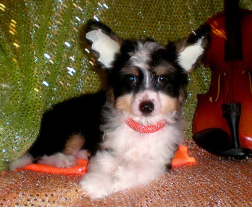 Balu Shokoladnyi Vostorg