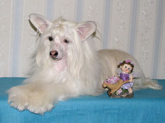 Vechernyaya  Mazurka  dlya  Liris