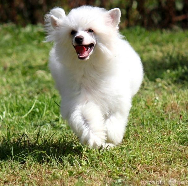 Vanil'  na Orehovom  Oblachke dlya Liris