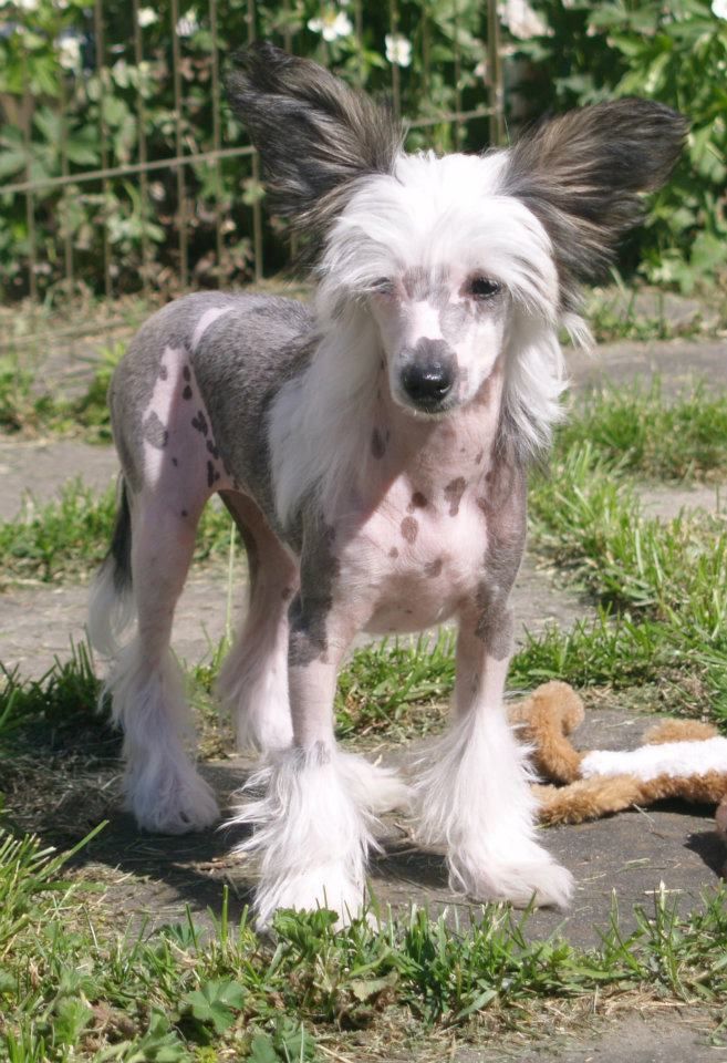 Black-Diva's Silver Toffee