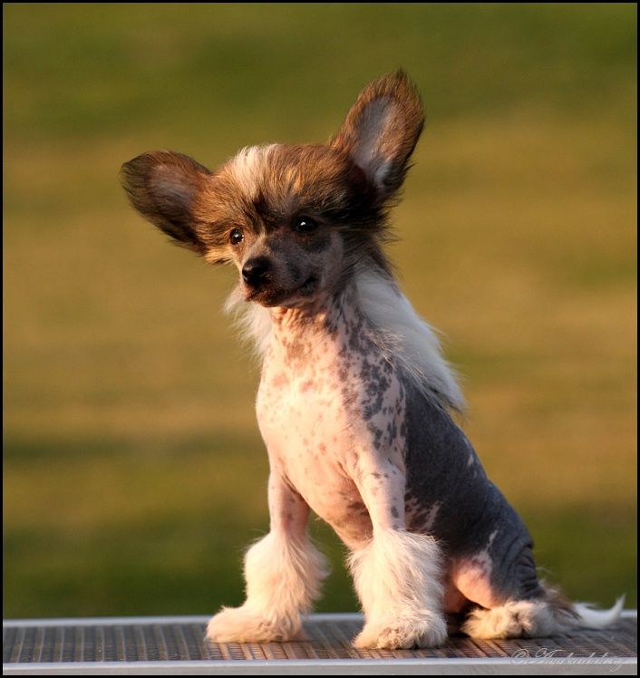 Family Song's Olivia