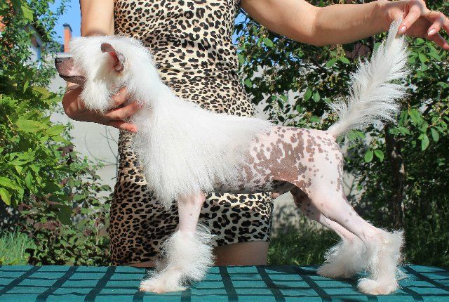 Edelveis ot Volnogo Psa