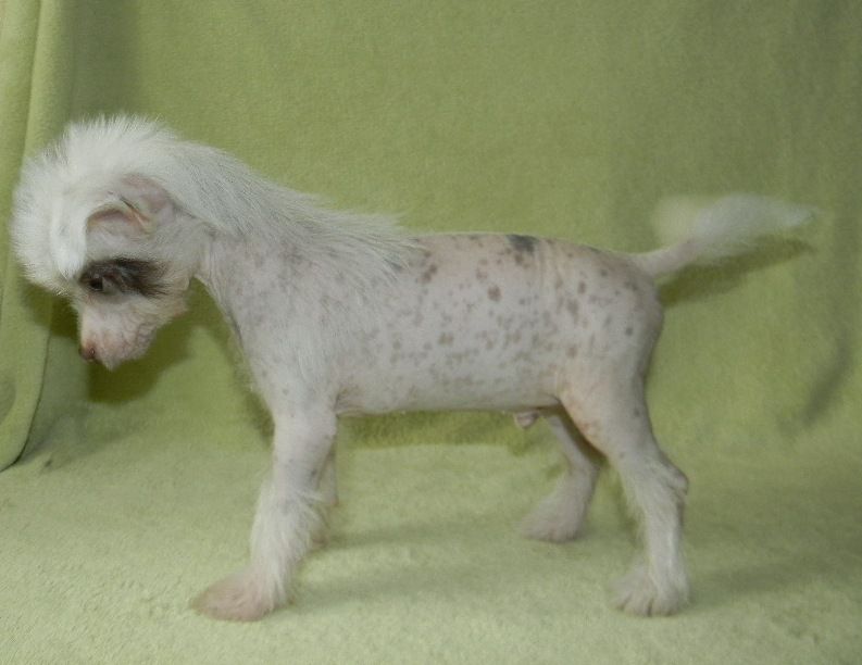 Ognenny Lotos Dobroch