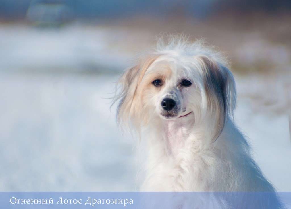 Ognenny Lotos Drogomira