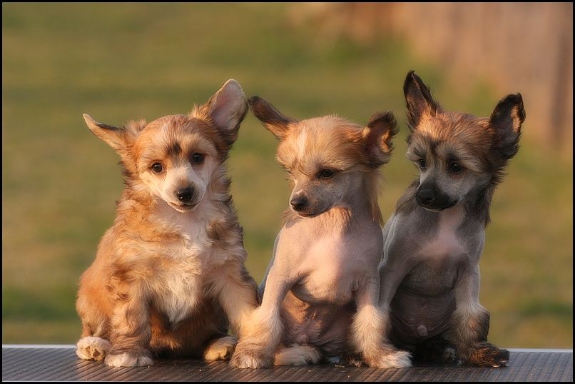 Family Song's Pollyn