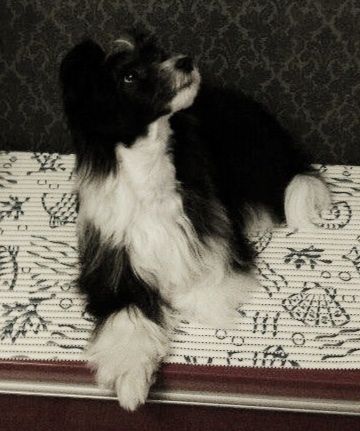 ChinoPata's Dark At Dawn