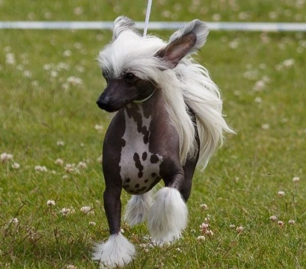 ChinoPata's Demon Hunter